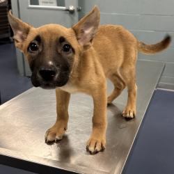 Shelter Stray Male Dog last seen , 980 Guilford College Rd, Greensboro, NC 27409, USA