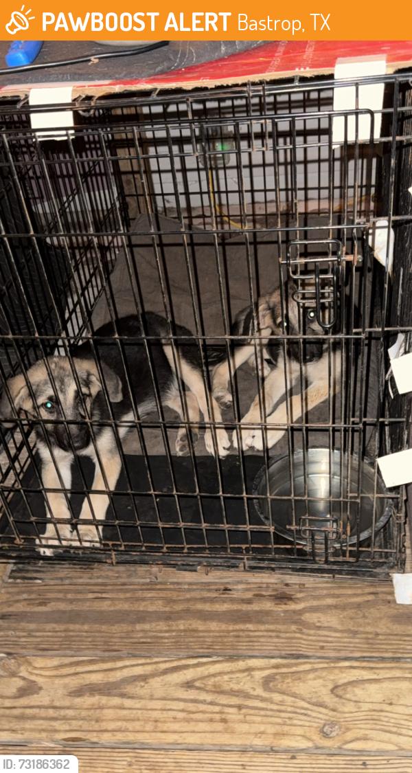 Found/Stray Female Dog last seen Watterson Ranch, Bastrop, TX 78602