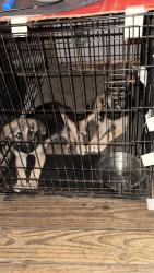 Found/Stray Female Dog last seen Watterson Ranch, Bastrop, TX 78602