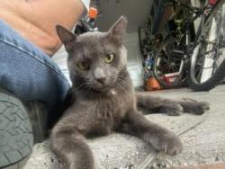 Found/Stray Male Cat last seen Ne causeway blvd. Jensen beach, Jensen Beach, FL 34957