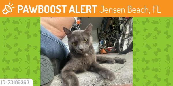 Found/Stray Male Cat last seen Ne causeway blvd. Jensen beach, Jensen Beach, FL 34957