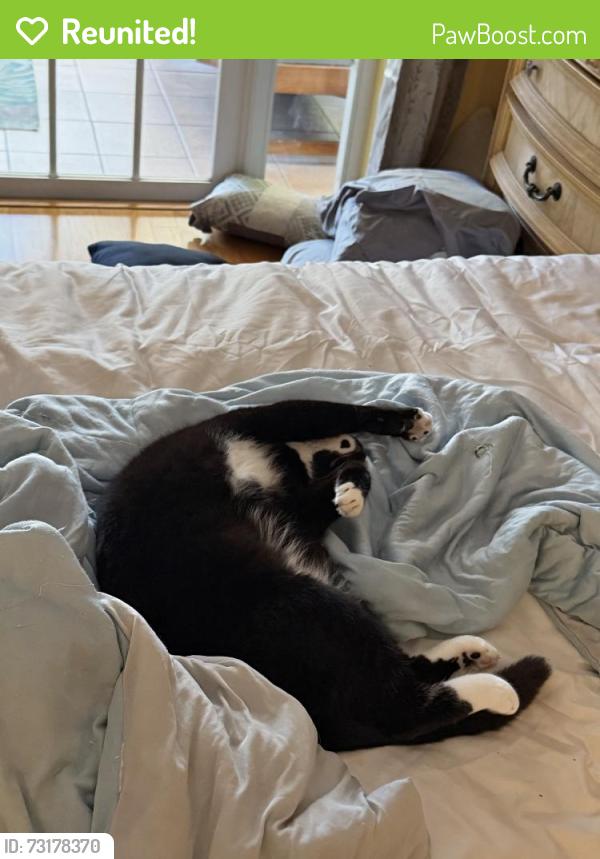 Reunited Female Cat last seen Central Blvd, Jupiter, FL 33458