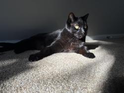 Reunited Male Cat last seen Mulberry, impala, Fort Collins, CO 80521