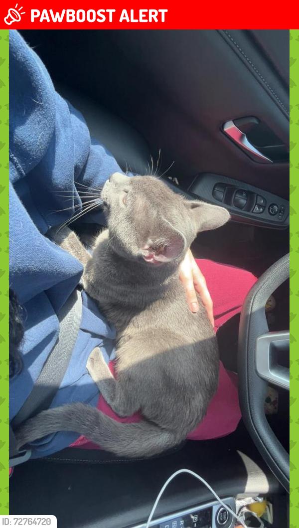 Lost Male Cat last seen san gabriel elementary school, Santa Rita Ranch, TX 78628