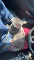Lost Male Cat last seen san gabriel elementary school, Santa Rita Ranch, TX 78628