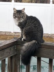 Reunited Male Cat last seen Powderhouse Rd Merrimack NH, Merrimack, NH 03054