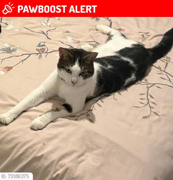 Lost Male Cat last seen PE2 5RT Orton goldhay, Orton Goldhay, England PE2 5RT