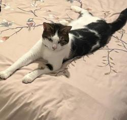 Lost Male Cat last seen PE2 5RT Orton goldhay, Orton Goldhay, England PE2 5RT