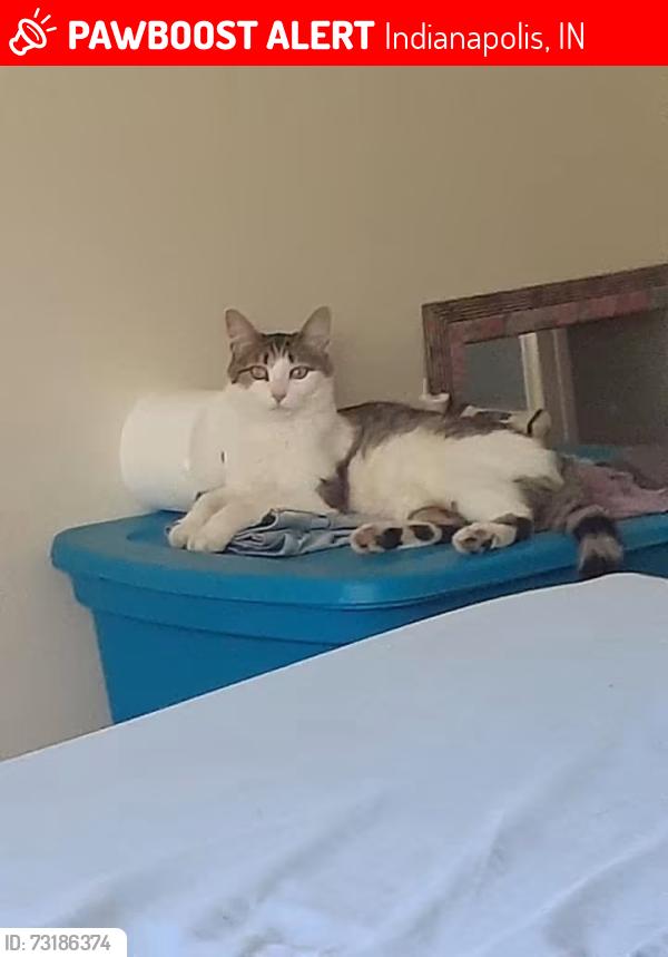 Lost Female Cat last seen 79th and Michigan Road. Last seen in Greenbriar, Indianapolis, IN 46268