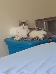 Lost Female Cat last seen 79th and Michigan Road. Last seen in Greenbriar, Indianapolis, IN 46268