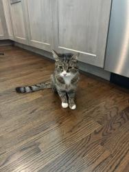 Reunited Male Cat last seen 1051McCormick drive (he went outside in the morning and did not return in the afternoon), Lake Forest, IL 60045