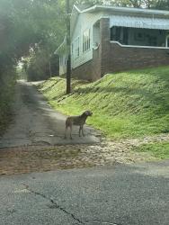 Found/Stray Unknown Dog last seen Southside market, Birmingham, AL 35205