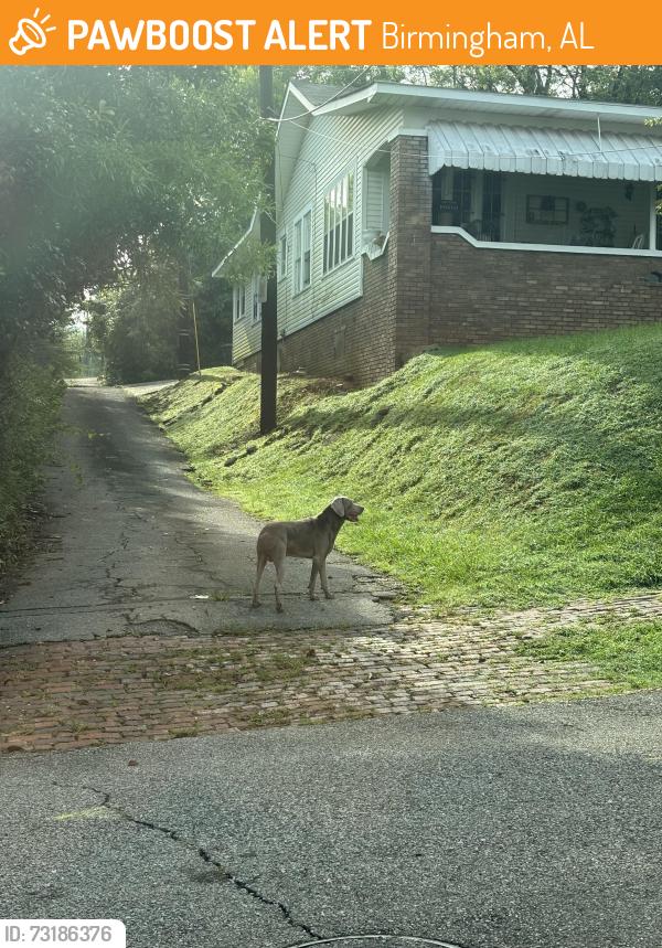 Found/Stray Unknown Dog last seen Southside market, Birmingham, AL 35205