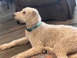 Found/Stray Male Dog last seen NW 89th Street, Britton Farms, Oklahoma City, OK 73162
