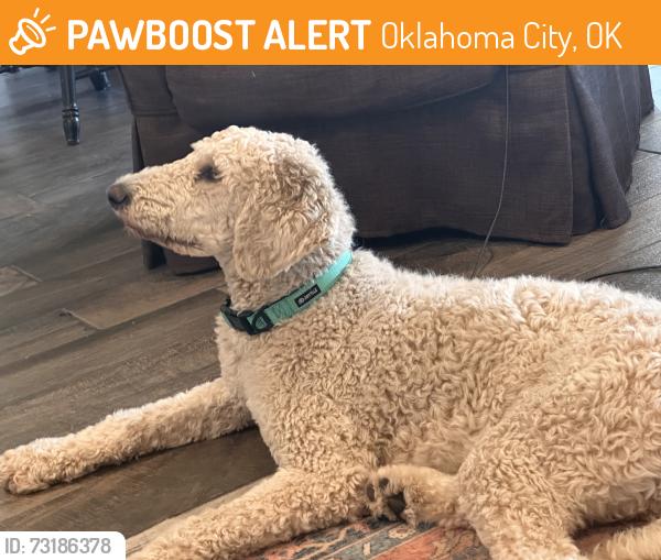 Found/Stray Male Dog last seen NW 89th Street, Britton Farms, Oklahoma City, OK 73162