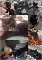 Lost Male Cat last seen Corner of Baldwin Road and Elderfield, King's Norton, England B30 3LG