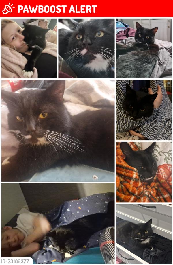 Lost Male Cat last seen Corner of Baldwin Road and Elderfield, King's Norton, England B30 3LG