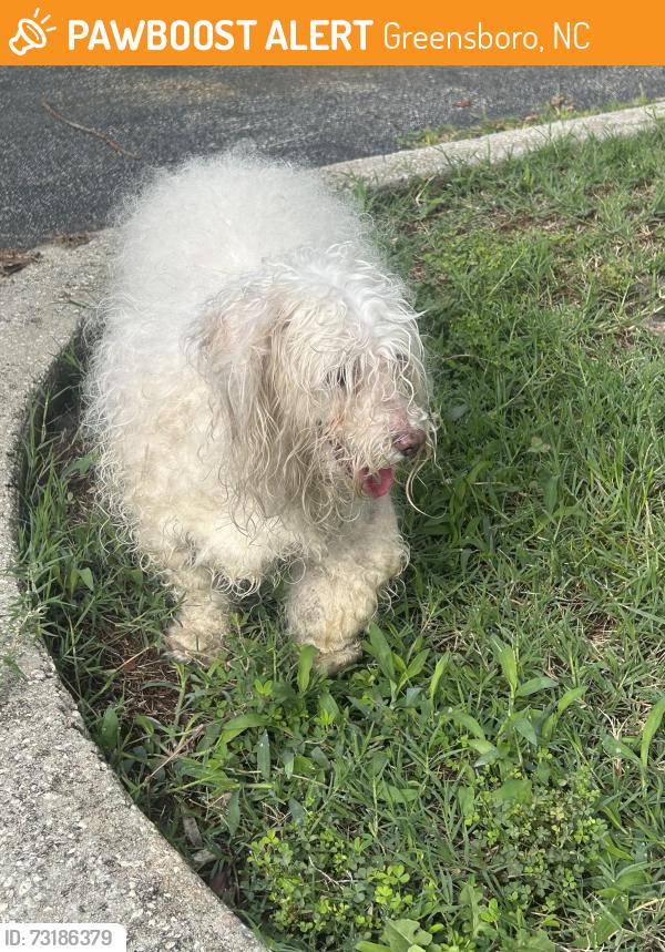 Found/Stray Unknown Dog last seen Mavis discount tire on pyramid village, Greensboro, NC 27401