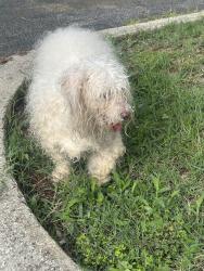 Found/Stray Unknown Dog last seen Mavis discount tire on pyramid village, Greensboro, NC 27401