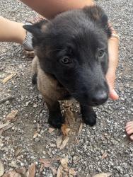 Reunited Male Dog last seen Poindexter, Cleburne, TX 76033