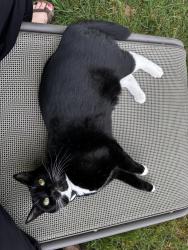 Lost Female Cat last seen Near SE Elm St, Dundee, OR 97115, Dundee, OR 97115