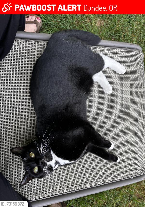 Lost Female Cat last seen Near SE Elm St, Dundee, OR 97115, Dundee, OR 97115