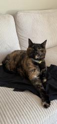 Lost Female Cat last seen 36th Terr and NW 5th Ave, Gainesville, FL 32607