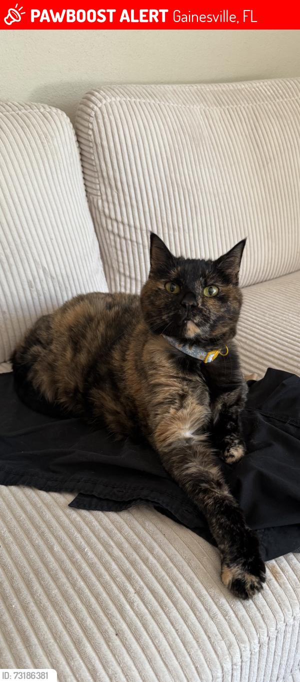 Lost Female Cat last seen 36th Terr and NW 5th Ave, Gainesville, FL 32607