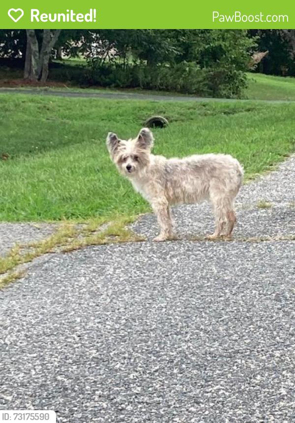Reunited Male Dog last seen Hwy 66 and Twin Oaks Drive, King, NC 27021
