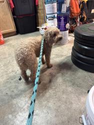 Reunited Male Dog last seen North 10th and Mountain View, Mountain View, CA 94041