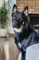 Reunited Male Dog last seen Red Oak Drive, Mansfield, TX 76063