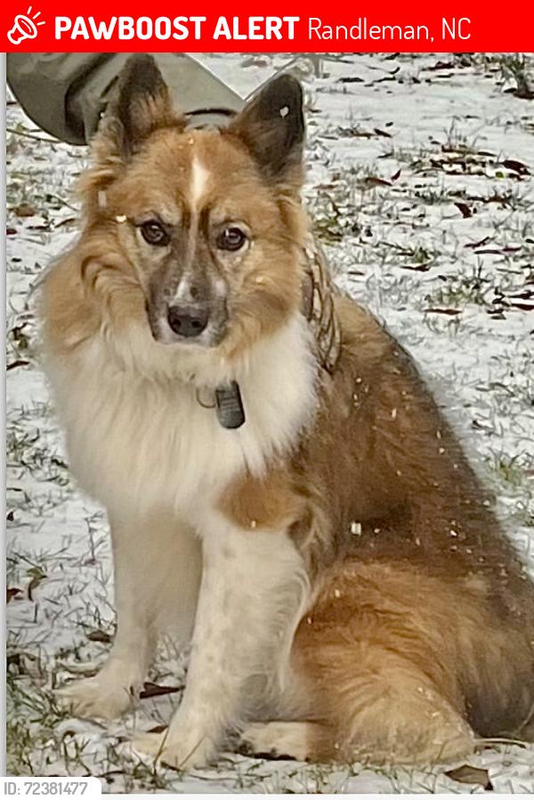 Lost Male Dog last seen Near millboro road in Franklinville, Randleman, NC 27317