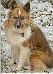 Lost Male Dog last seen Near millboro road in Franklinville, Randleman, NC 27317