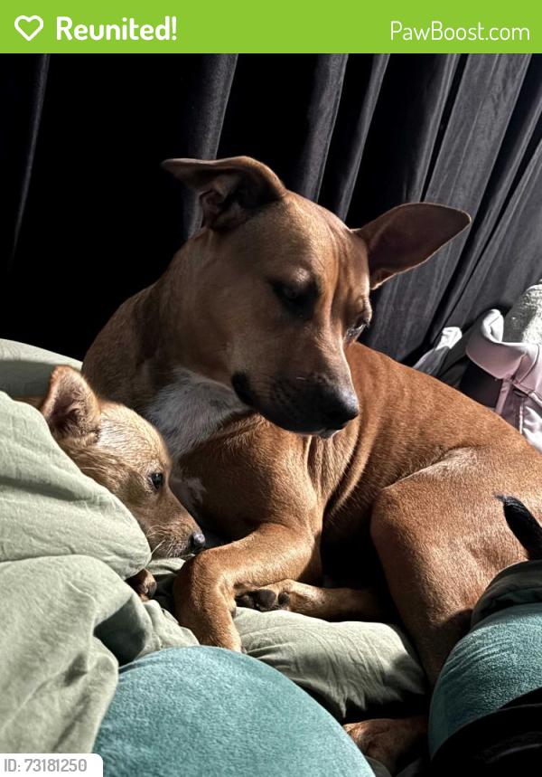Reunited Female Dog last seen Pecan Park Dr and fielder, Arlington, TX 76012