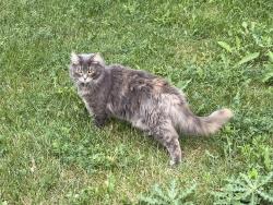 Lost Female Cat last seen Rochester Rd, Maple Rd, Troy, MI 48083