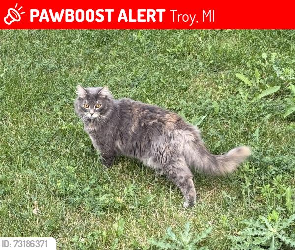 Lost Female Cat last seen Rochester Rd, Maple Rd, Troy, MI 48083
