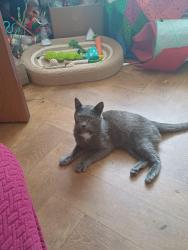 Found/Stray Male Cat last seen Persian blue, Flint, Wales 