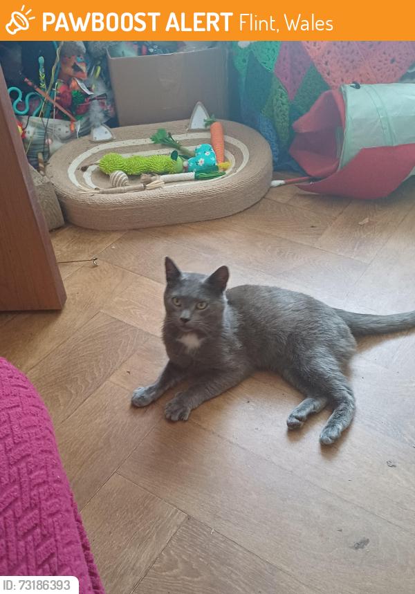Found/Stray Male Cat last seen Persian blue, Flint, Wales 