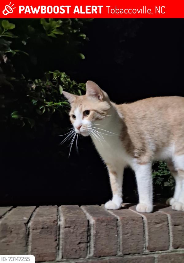 Lost Male Cat last seen Mizpah Moravian Church, Tobaccoville, NC 27045