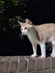 Lost Male Cat last seen Mizpah Moravian Church, Tobaccoville, NC 27045