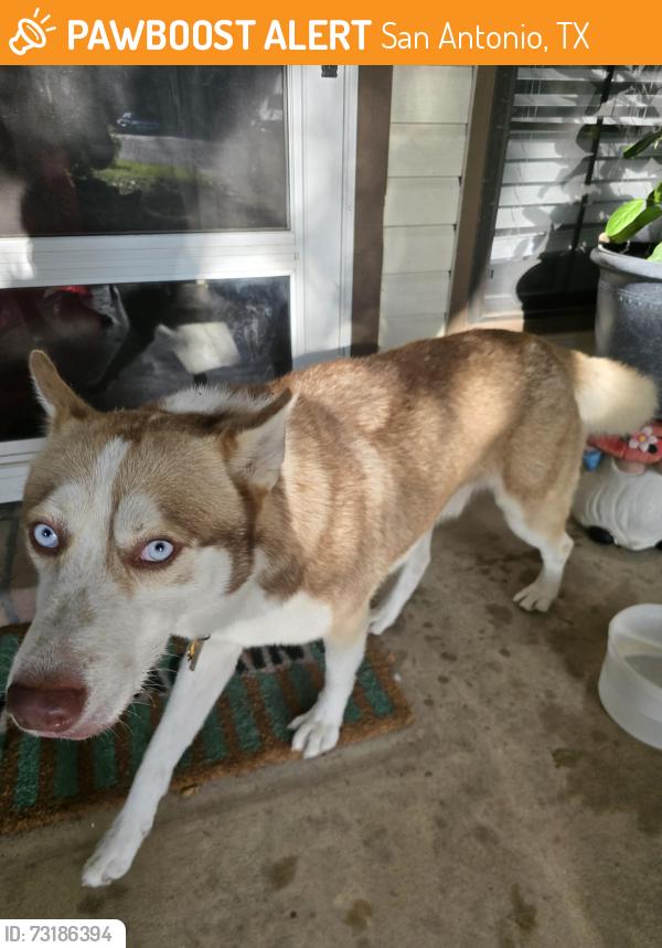 Found/Stray Male Dog last seen Near Silent Spring, San Antonio, TX 78250