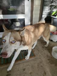 Found/Stray Male Dog last seen Near Silent Spring, San Antonio, TX 78250