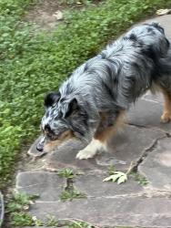 Reunited Unknown Dog last seen Hillsden, Melbourne, VIC 