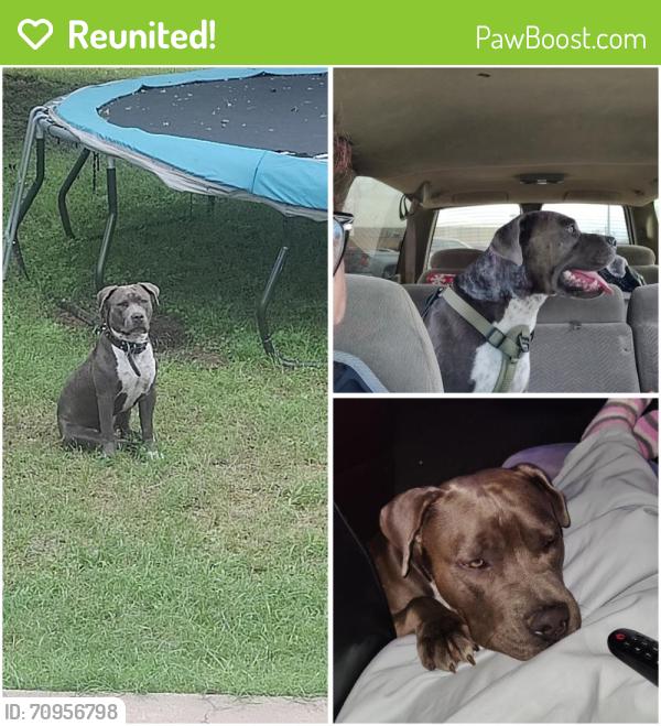 Reunited Male Dog last seen Fielder and randol mill Rd, Arlington, TX 76012