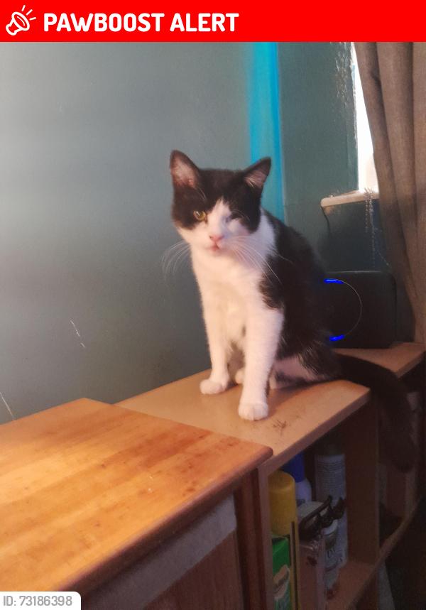 Lost Female Cat last seen Gloucester avenue silsden, Silsden, England BD20 0BX