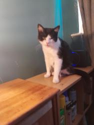 Lost Female Cat last seen Gloucester avenue silsden, Silsden, England BD20 0BX