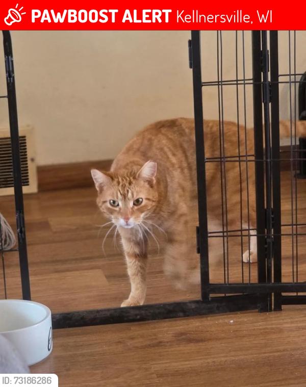 Lost Male Cat last seen Zeman rd, Kellnersville, WI 54215