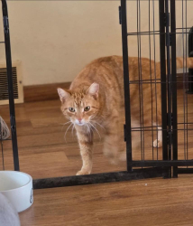 Lost Male Cat last seen Zeman rd, Kellnersville, WI 54215