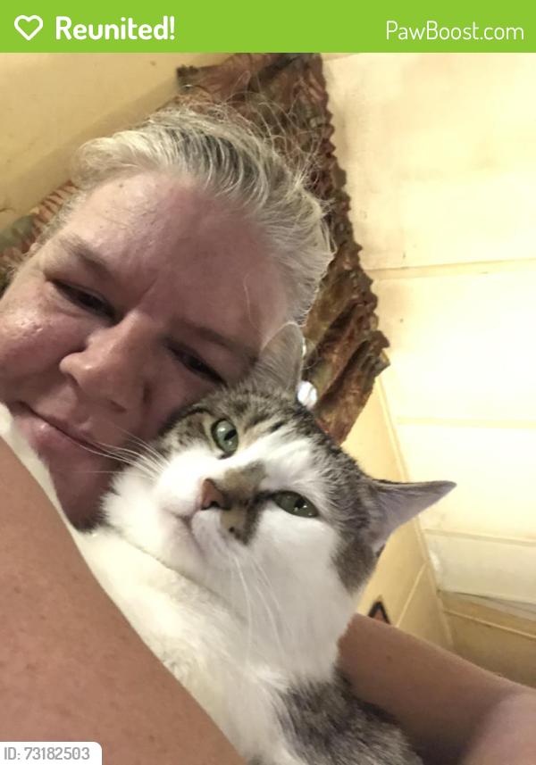 Reunited Male Cat last seen Mountain View dr , Blackstock rd , w Clark rd, Inman, SC 29349