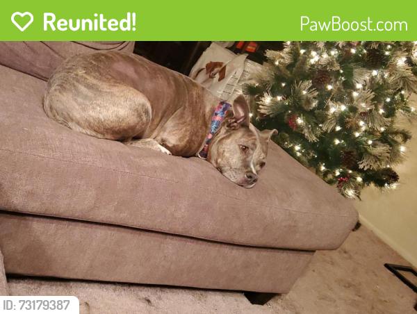 Reunited Female Dog last seen South Shelby Street, Louisville, KY 40217